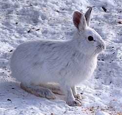 Snowshoe hare - Wikipedia