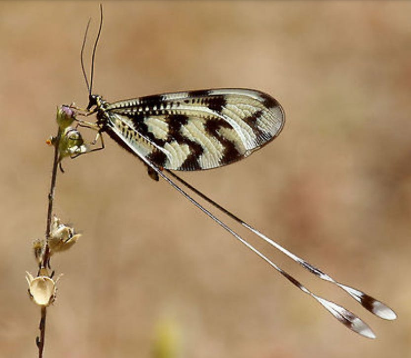Cell Shaded Insect CELL TOWER RADIATION IS CAUSING INSECTS TO DIE