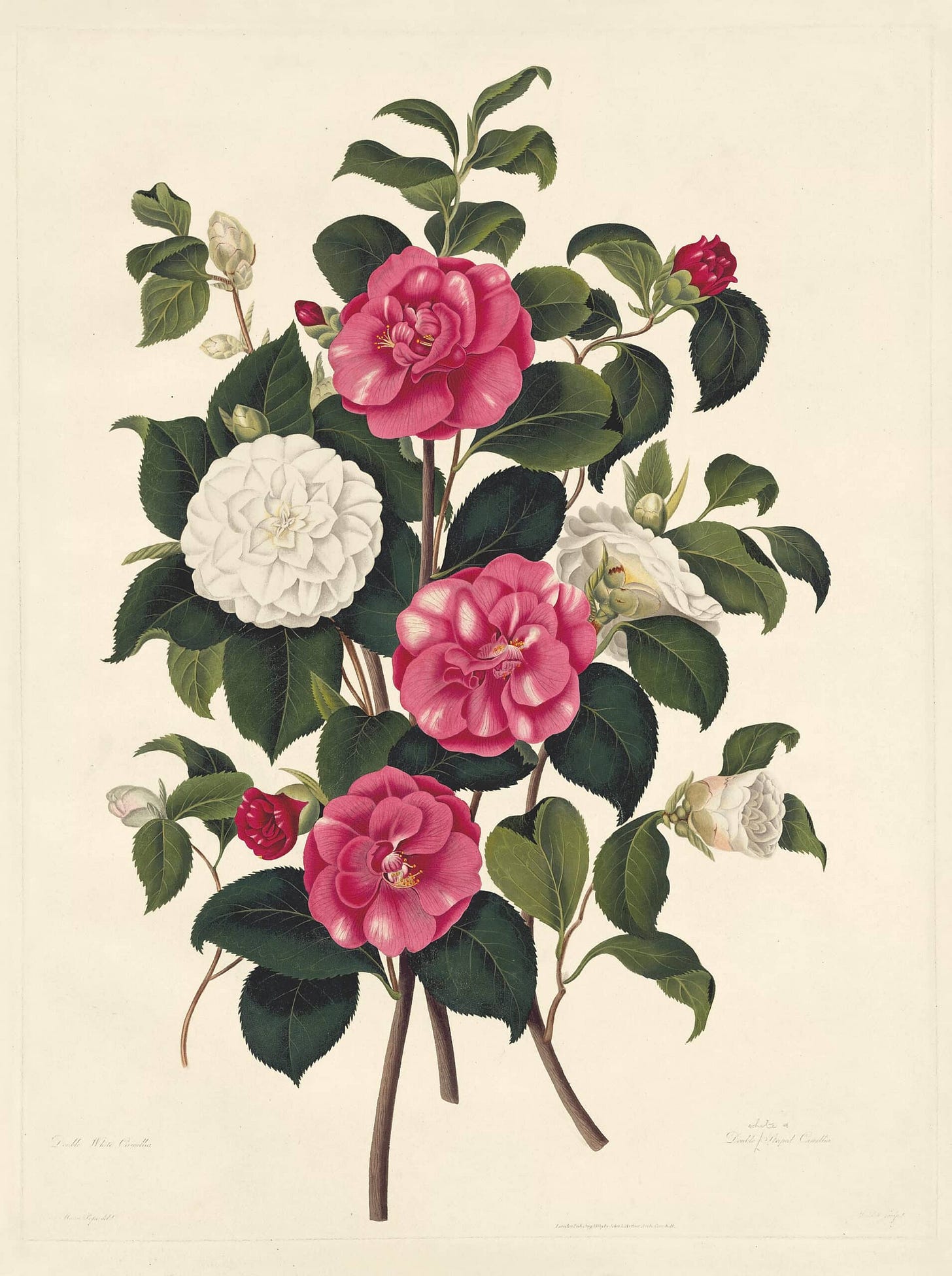 Pope Pl. 2, Double White Camellia, Double Striped Camellia