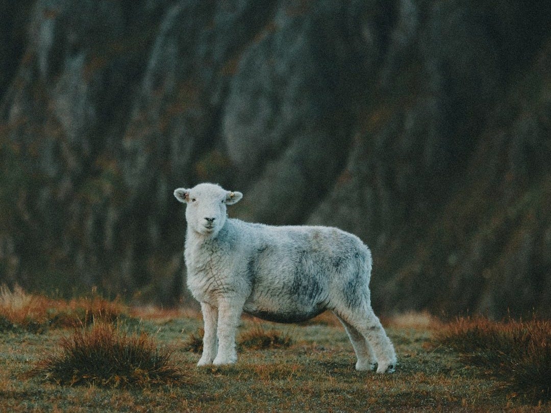 a white sheep standing on top of a grass covered field