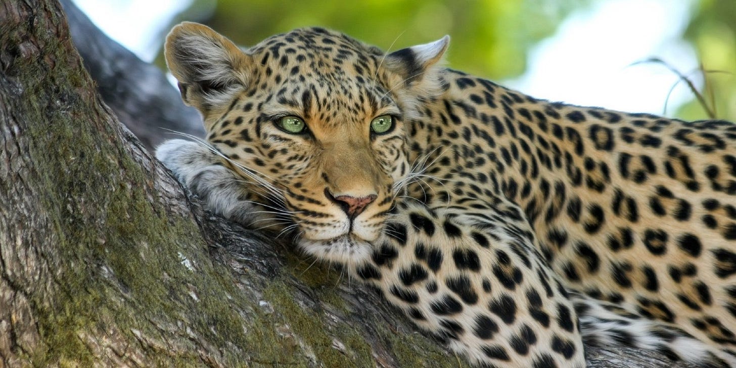 close up of a leopard in a tree close up of a leopard in a tree