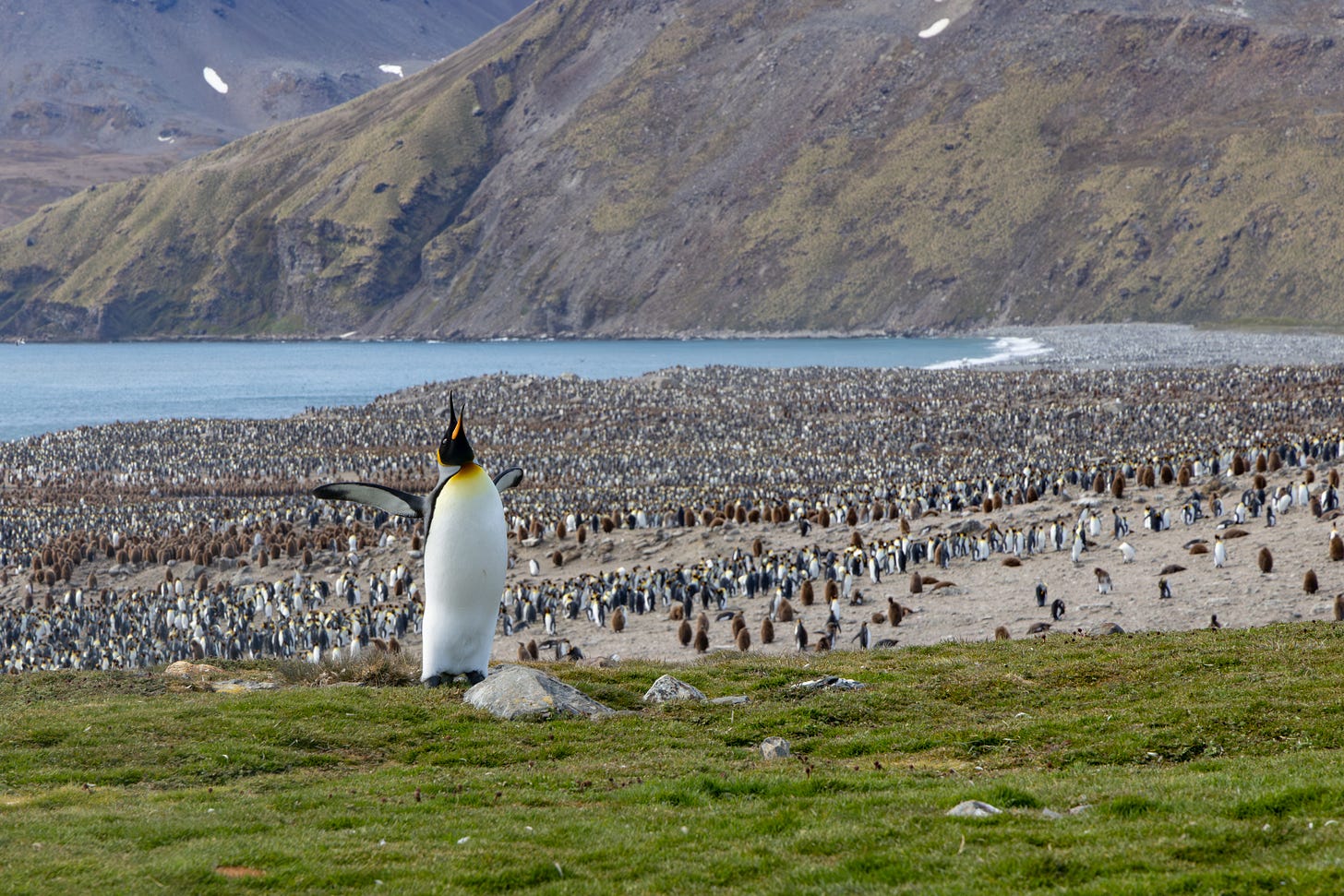 a penguin standing in the foreground on grass with its flippers outstretched and bill up and shouting in front of a beach covered densely with more penguins