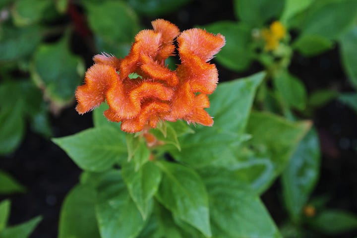 a variety of flowers growing in the garden