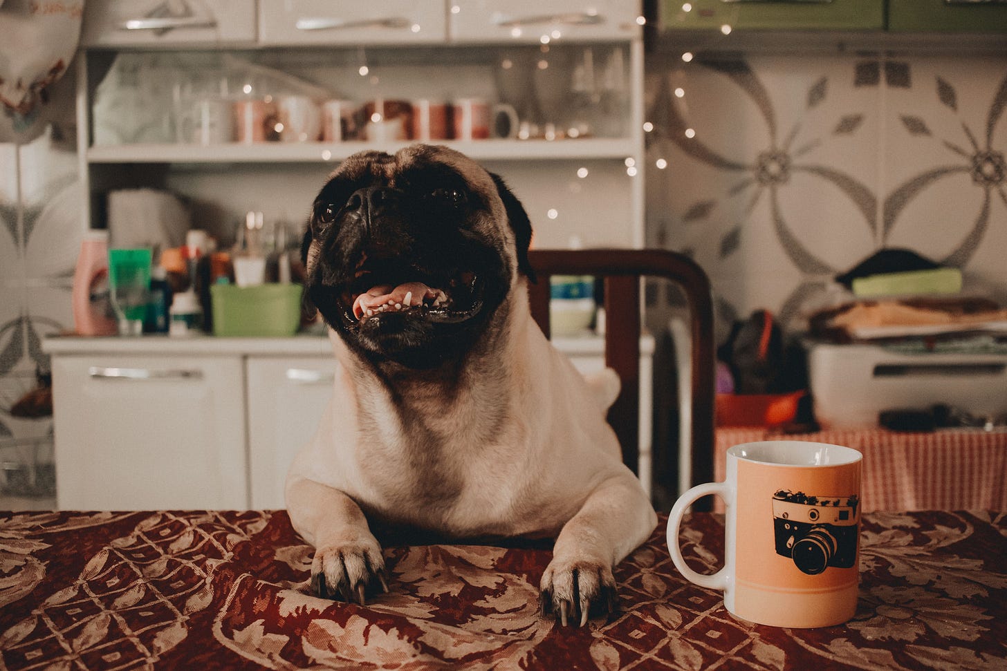 Benessere quotidiano e scelte sane per la famiglia e cane