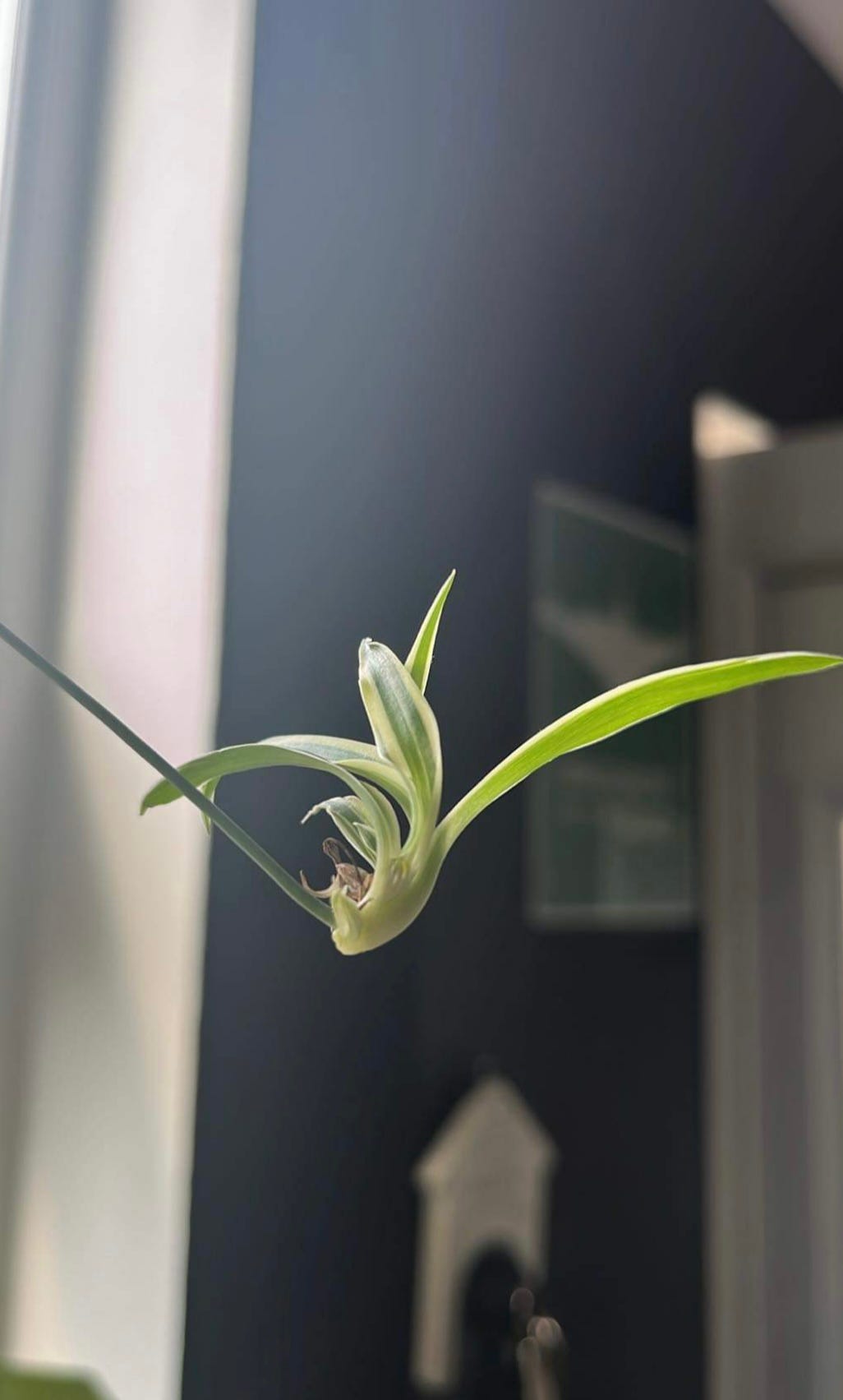 Spiderette growing on our spider plant ready to be propagated