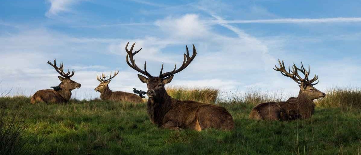 12. KING BANYAN DEER [CHAPTER 2. TEACHING] – Peace LiLy