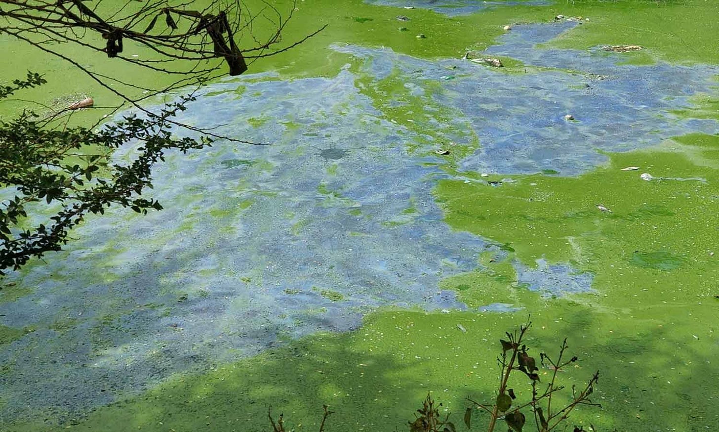 Crowdmapping Bengaluru's Vanishing Lakes