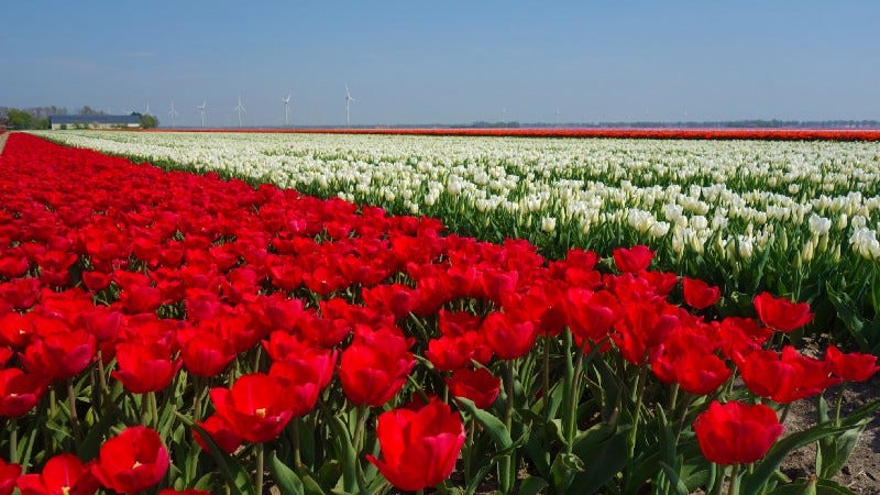 Flower fields