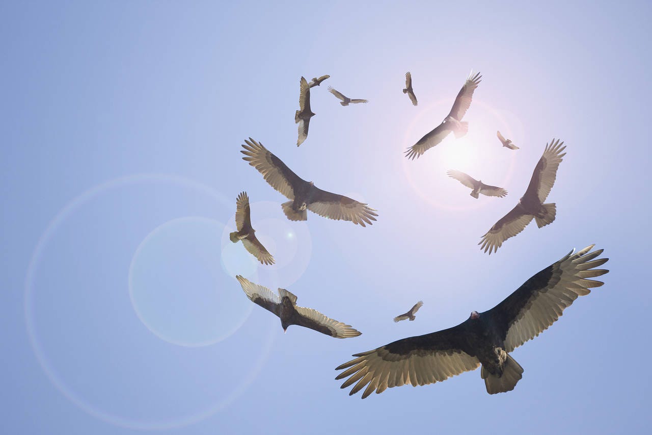 Vulture funds prepare to feast on troubled company debt - Financial News
