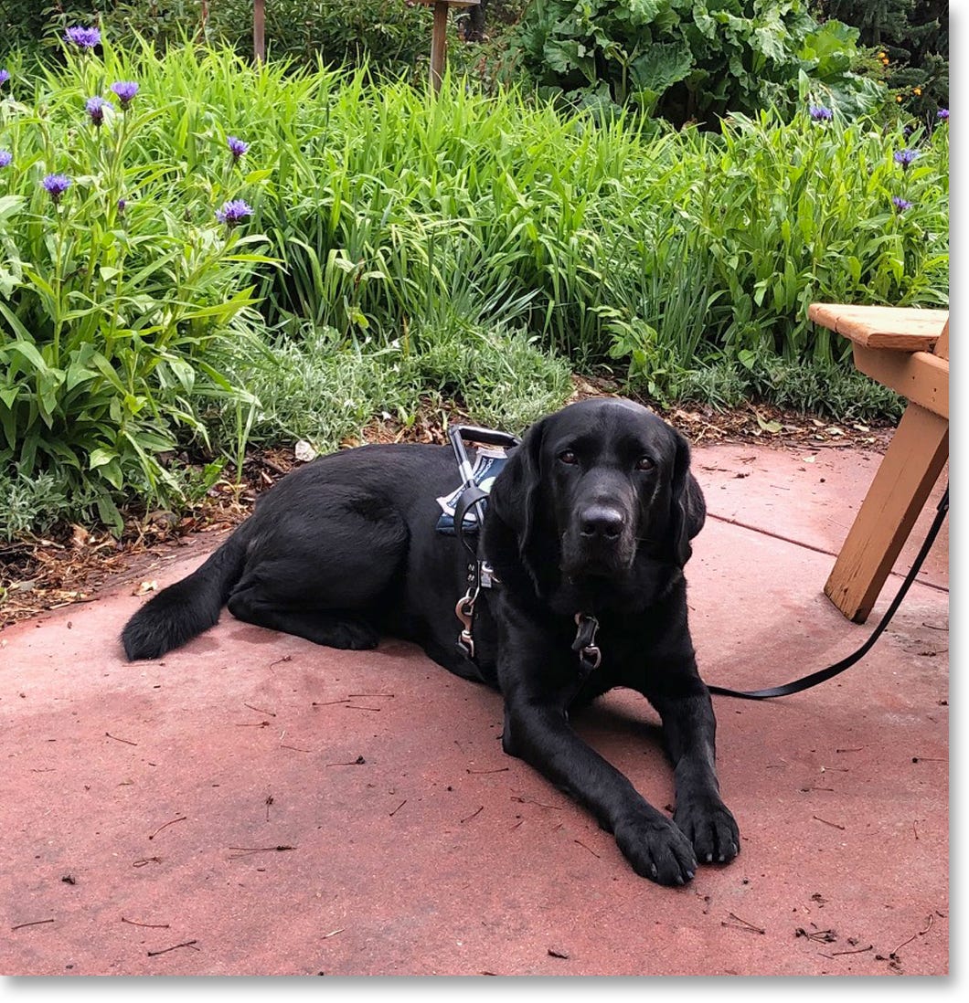 A black lab guide dog, Cooper, in his harness in the park