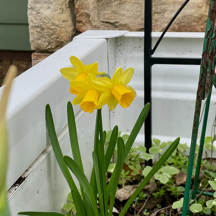 Four photos of wildflowers around home.