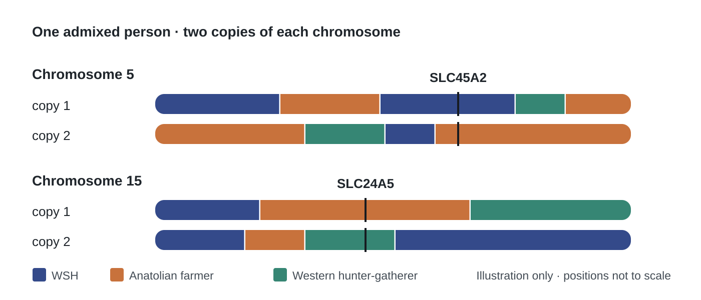 Diagram of two copies each of chromosomes 5 and 15, divided into blue WSH, orange Anatolian farmer and green western hunter-gatherer segments, with SLC45A2 and SLC24A5 marked where copies have different ancestry labels. Diagram of two copies each of chromosomes 5 and 15, divided into blue WSH, orange Anatolian farmer and green western hunter-gatherer segments, with SLC45A2 and SLC24A5 marked where copies have different ancestry labels.