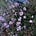 As One Violette Blooms