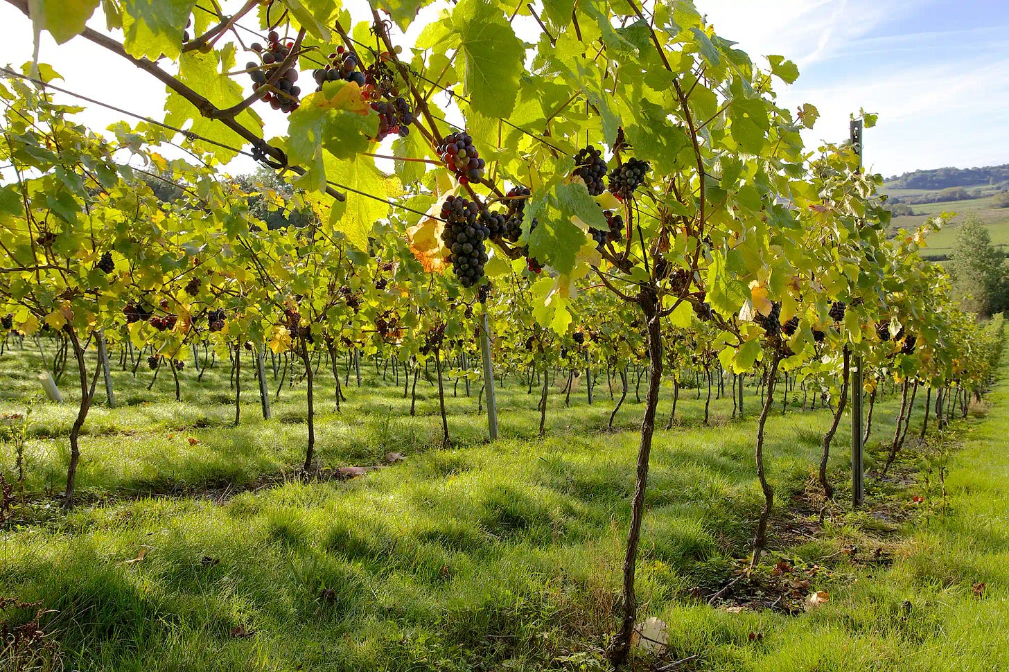 Higher Plot Farm Vineyard