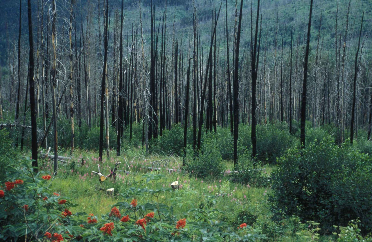 Free picture: regrowth, forest, fire