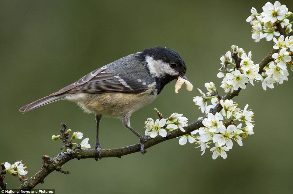 Eating like a bird: Sheila Sargeant, a 66-year-old retired nurse, took third place with this photo of a Coal Tit on a blackthorn in her garden Eating like a bird: Sheila Sargeant, a 66-year-old retired nurse, took third place with this photo of a Coal Tit on a blackthorn in her garden
