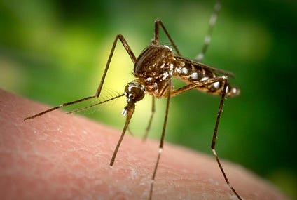 Bangladesh reports more than 1,100 dengue cases in past 24 hours – Outbreak News Today
