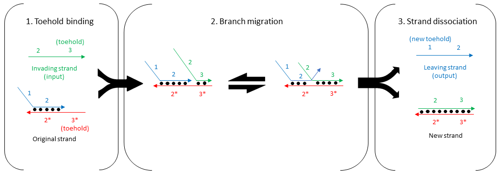 Diagram showing three steps: toehold binding, branch migration, and strand dissociation.