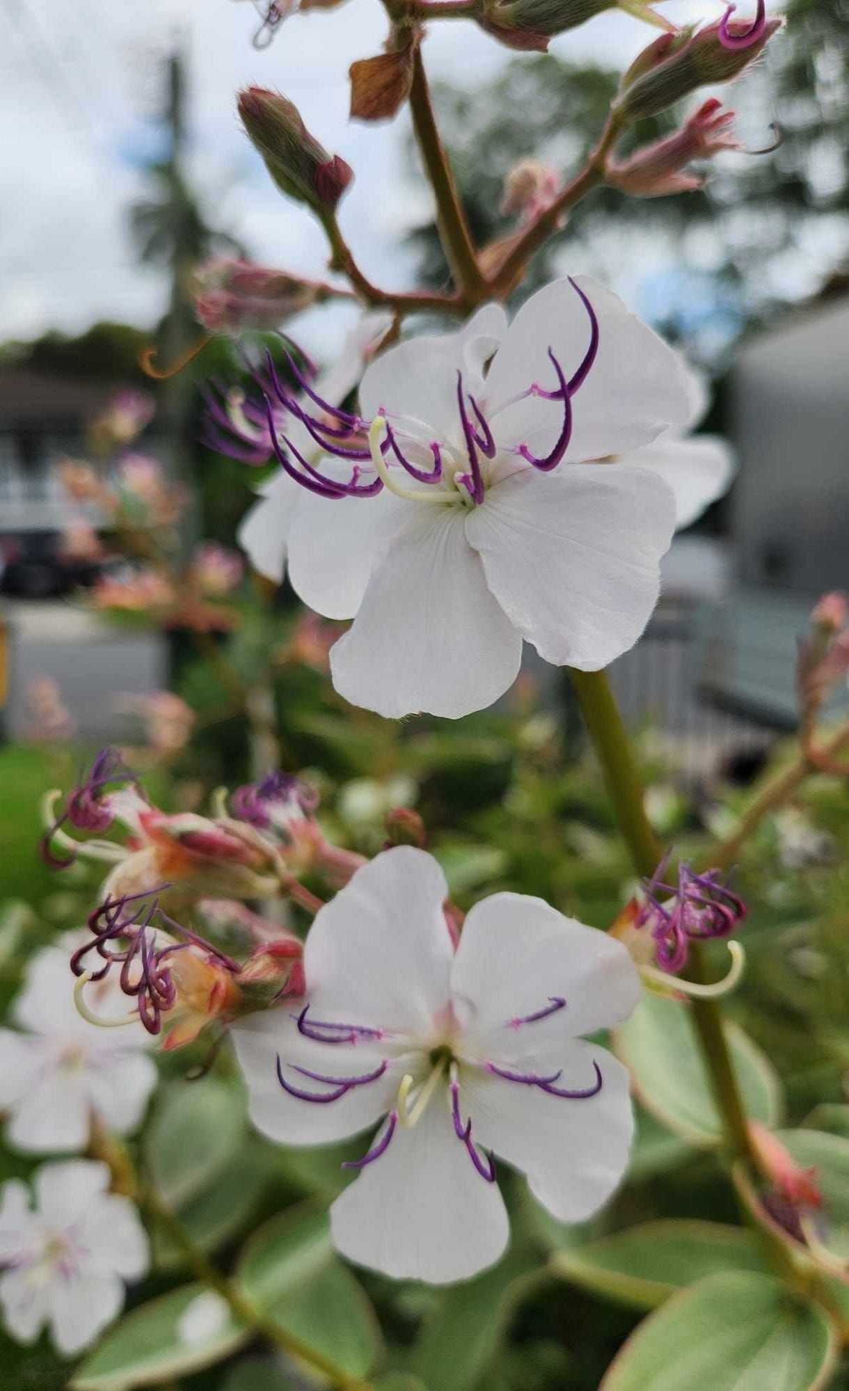 Tibouchina 'elsa' flowers