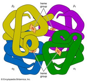 The structure of hemoglobin The structure of hemoglobin