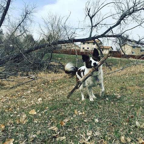 a border collie mixed breed dog in three photos - one sitting by a pot of flowers, one running in the snow, and one running with a large stick in her mouth