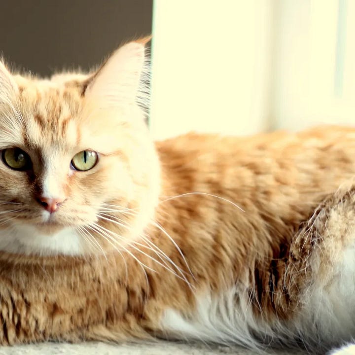 two orange striped tabby cats snuggle
