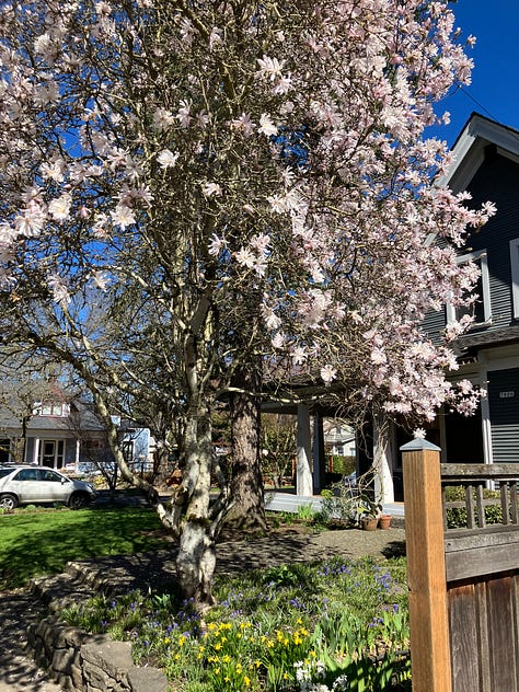 Cherry blossoms
