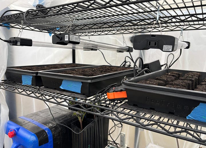 Starting peppers from seed in soil blocks, organized by labeled trays and placed under indoor grow lights.
