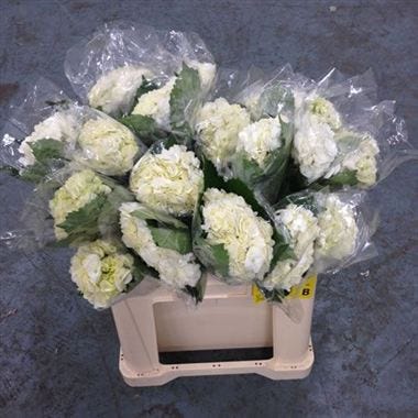 Hydrangea Colombian Ivory | Wholesale Flowers UK | Wedding Flowers |  Triangle Nursery