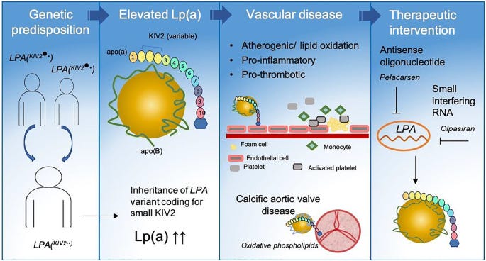 The Riskier Lipid: What Is on the HORIZON for Lipoprotein (a) and Should There Be Lp(a) Screening for All? | Current Cardiology Reports | Springer Nature Link The Riskier Lipid: What Is on the HORIZON for Lipoprotein (a) and Should There Be Lp(a) Screening for All? | Current Cardiology Reports | Springer Nature Link