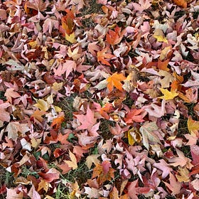 Fall is getting warmer. What will this year bring?