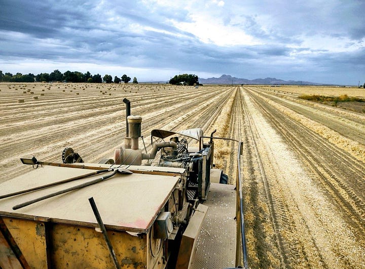Rice and bean fields