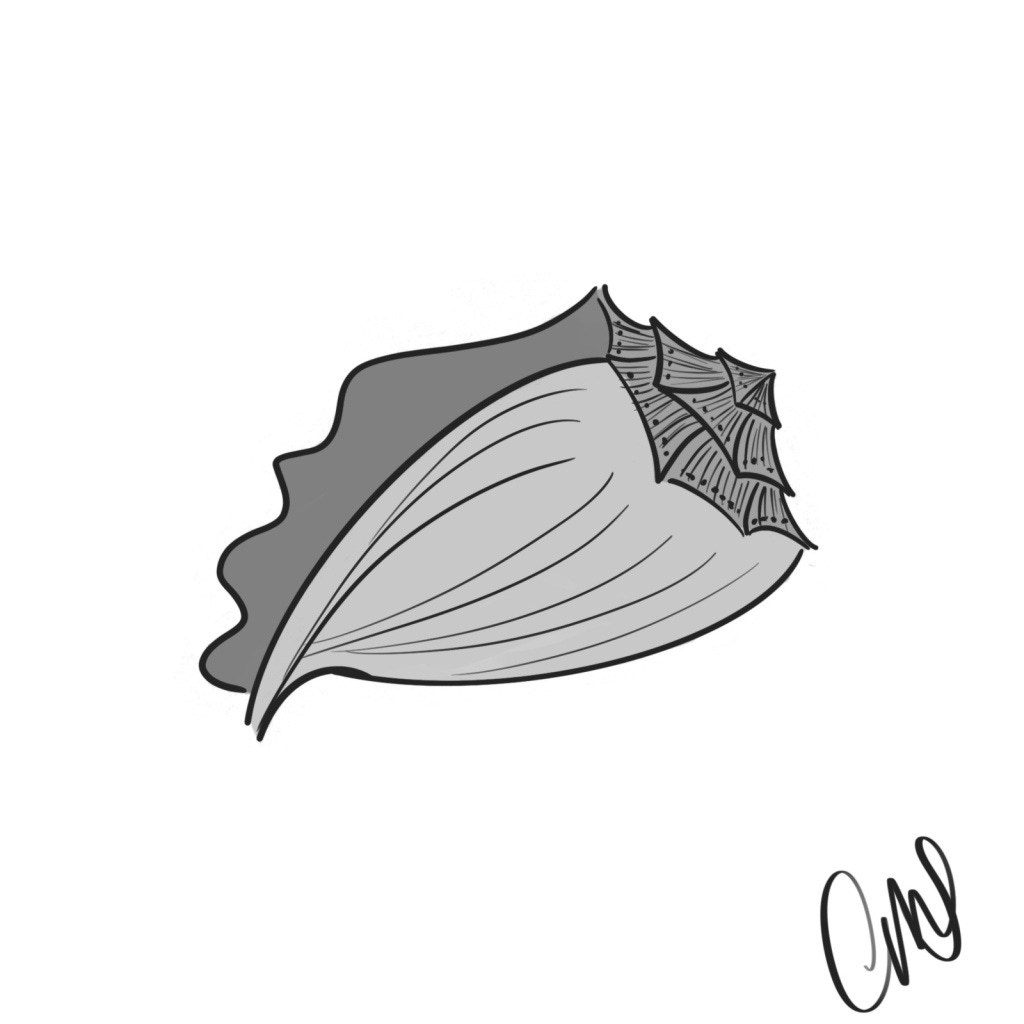 Pen and ink digital drawing of a conch shell