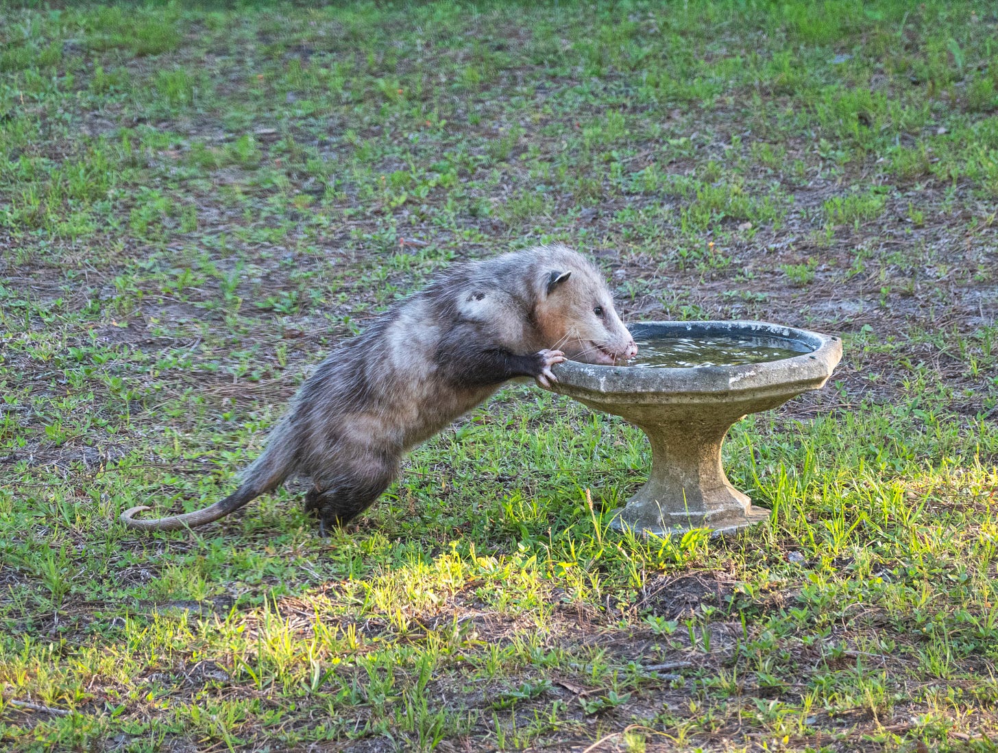 A cute adult possum standing on their hind legs to drink from a birdbath A cute adult possum standing on their hind legs to drink from a birdbath