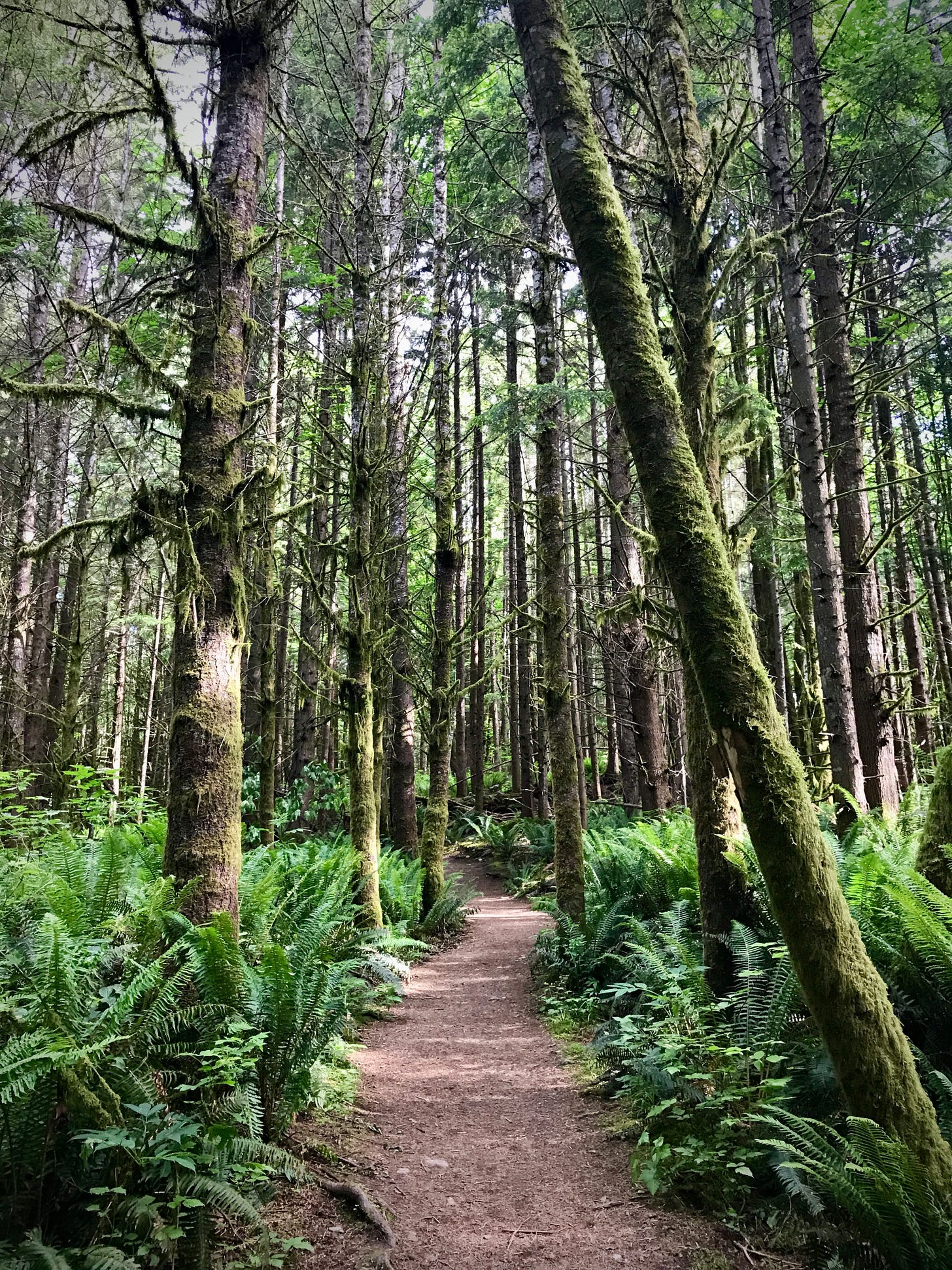 A winding hiking trail through evergreen trees with ferns filling the ground underneath.  Washington state.