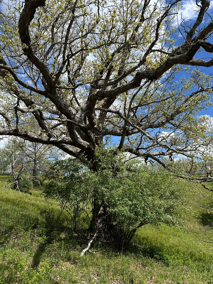 A big beautiful old tree against a green hill and blue sky with white clouds in it. The photo on the right shows a clear pond with trees on either side and also a blue sky with clouds above. The water is glistening in the sunlight.