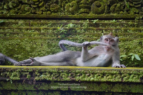 Comedy Wildlife Photography Awards 2023