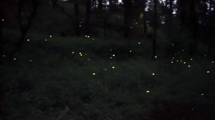 Image result for fireflies gif Image result for fireflies gif