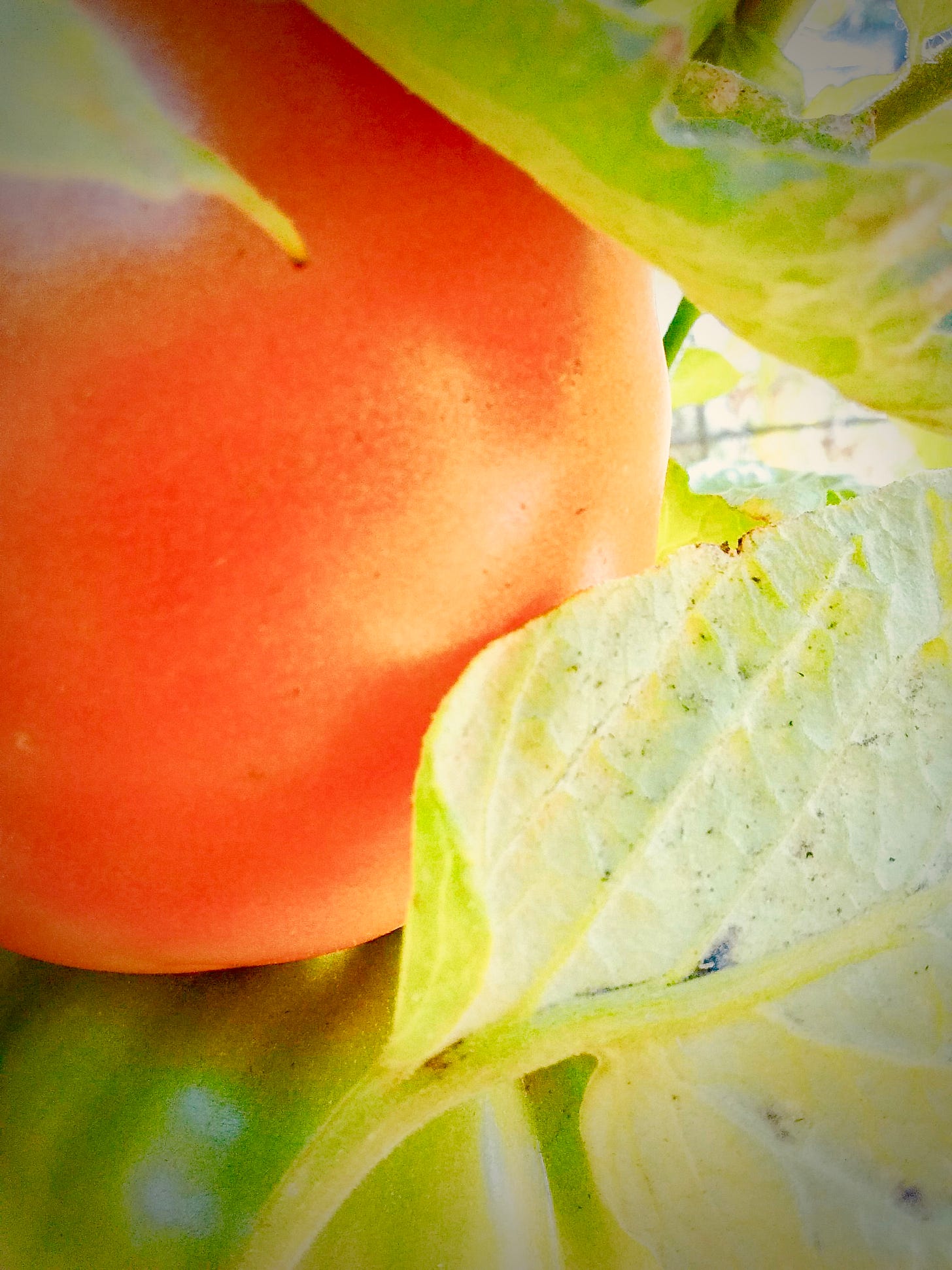 Ripe tomato on the vine