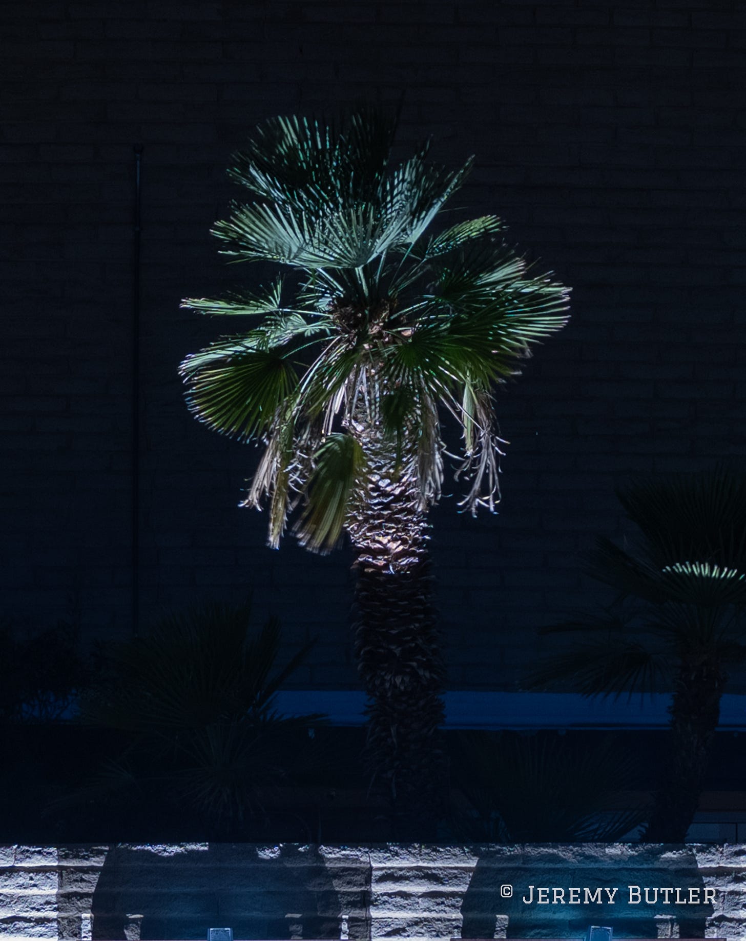 a palm tree that appears to be growing from the roof is actually rooted in an interior courtyard.