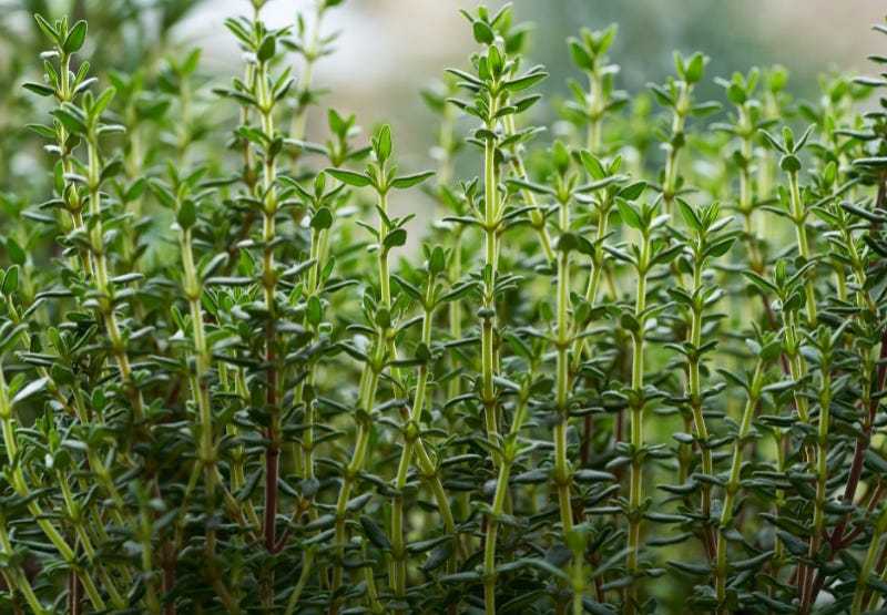Thyme Appearance and Location Thyme Appearance and Location