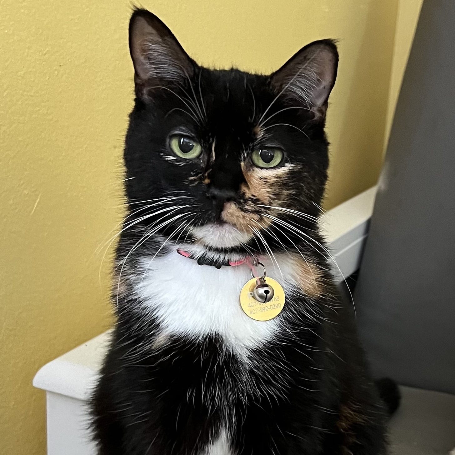 Photo of Tortico Cat staring at camera