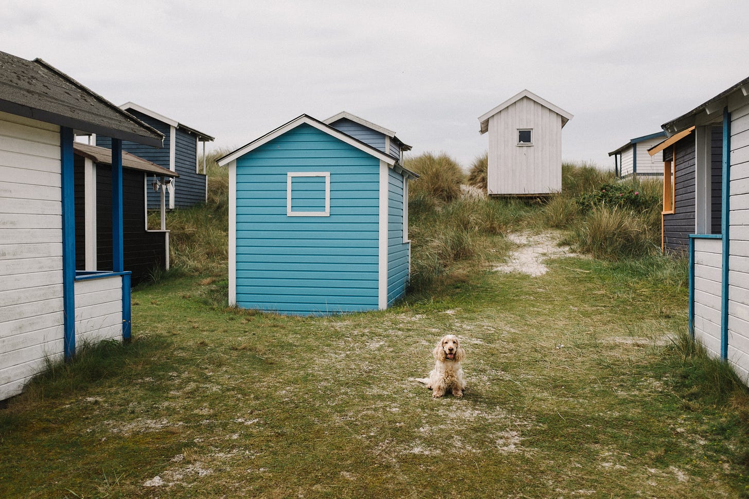 Beautiful wooden houses of Skanör Beach with a dog
