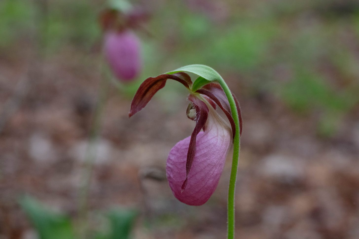 A profile view of a pink lady's slipper orchid flower