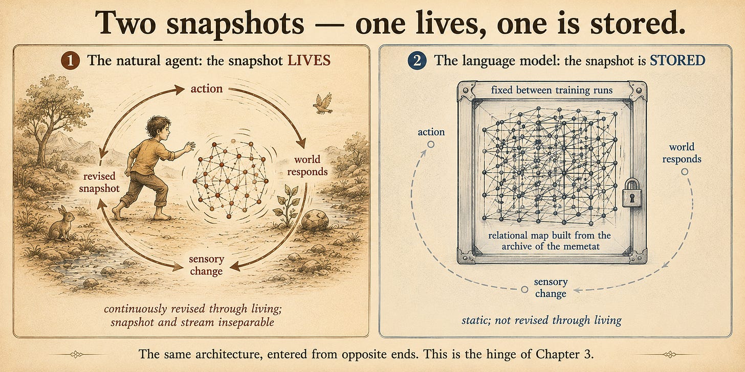 Two side-by-side panels. The left, "The natural agent: the snapshot LIVES," shows a small embodied human figure inside an unbroken, in-motion loop — action, world responds, sensory change, revised snapshot, action — with a living web at the loop's center being continuously rewritten. The right, "The language model: the snapshot is STORED," shows a large static lattice in cool tones, labeled "relational map built from the archive of the memetat," sealed in a frame marked "fixed between training runs," with the action–world loop absent and shown only as a broken, dashed, non-closing arc.