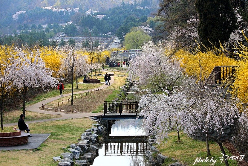 서울 가볼만한곳-국립현충원 수양 벚꽃 명소~ : 네이버 블로그 서울 가볼만한곳-국립현충원 수양 벚꽃 명소~ : 네이버 블로그