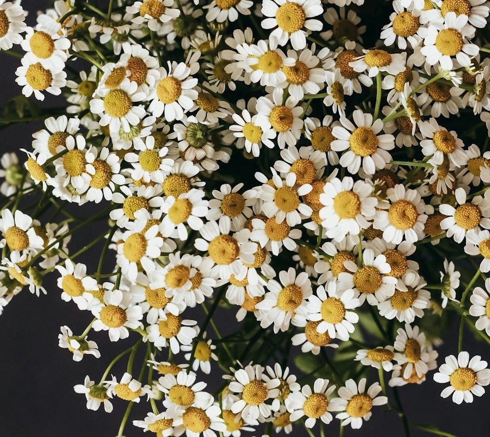 a bunch of white and yellow flowers on a black background a bunch of white and yellow flowers on a black background