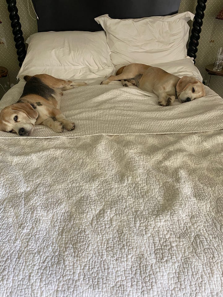 beagles laying on a double bed