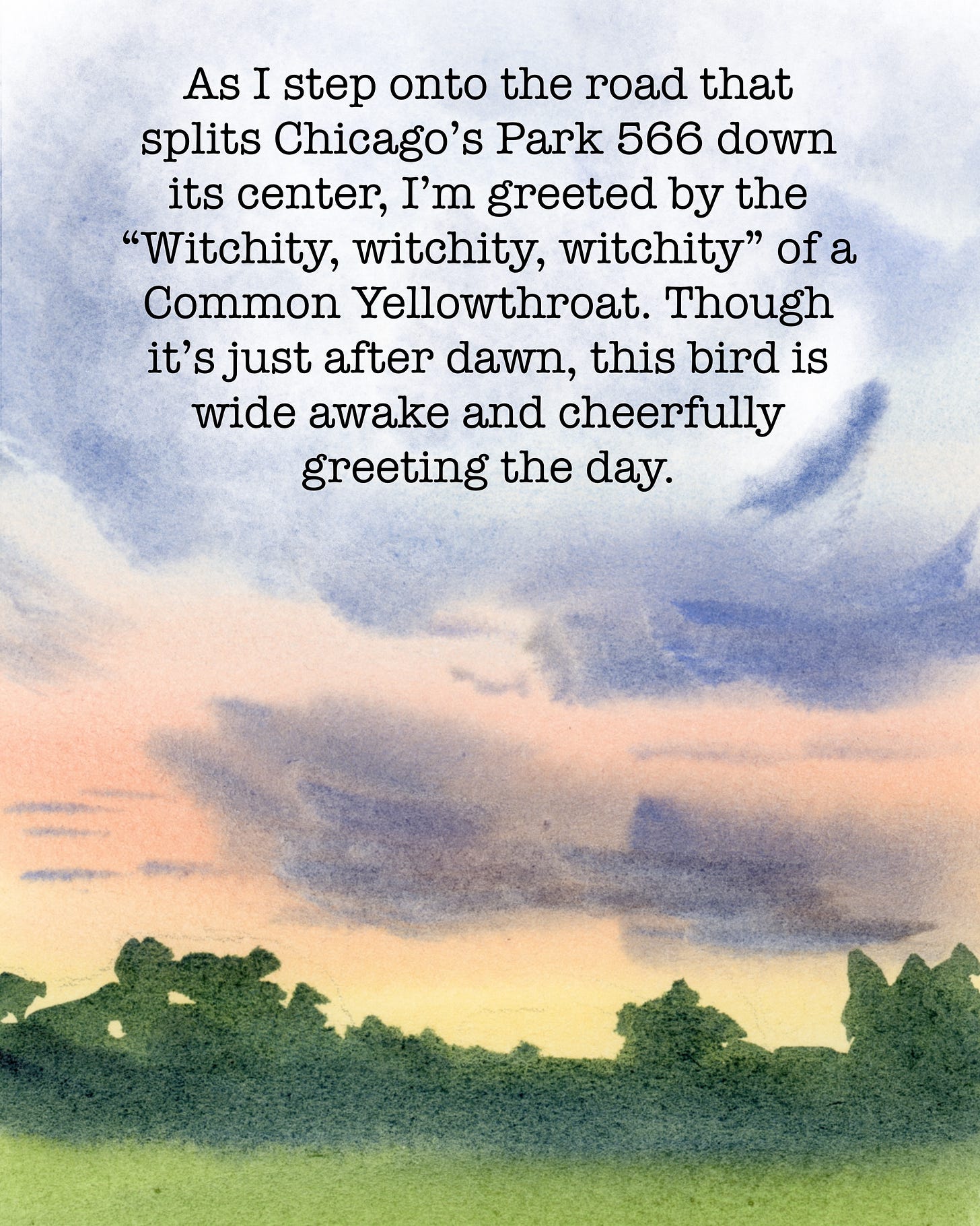 As I step onto the road that splits Chicago’s Park 566 down its center, I’m greeted by the “Witchity, witchity, witchity” of a Common Yellowthroat. Though it’s just after dawn, this bird is wide awake and cheerfully greeting the day.