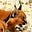 Caracal's avatar